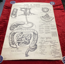 Vintage Medical Anatomical linen chart   Anatomy of the Digestive system