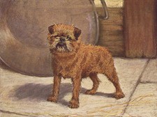 BRUSSELS GRIFFON CHARMING DOG