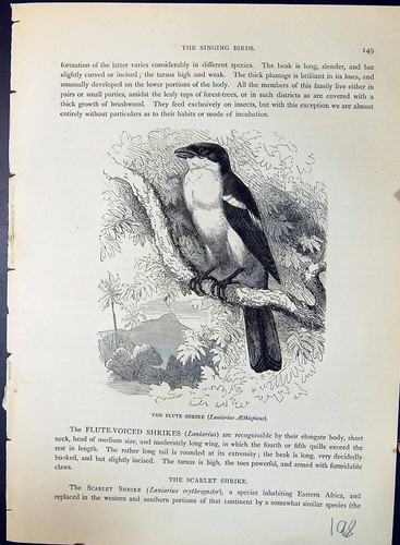 Old flute shrike - old, laniarius