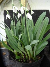 Galanthus ex Primrose Warburg