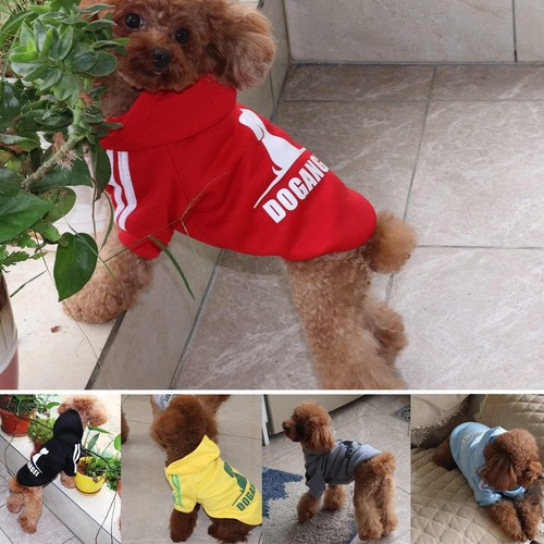 Dog hoody - dog,