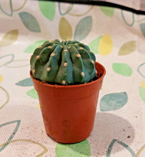 Echinocereus subinermis –