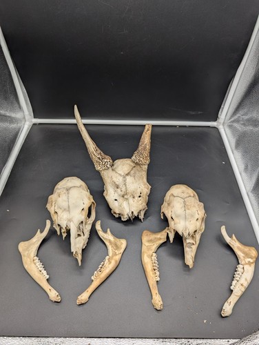 British fallow pricket - pricket, and