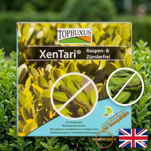 Topbuxus xentari boxwood - topbuxus,