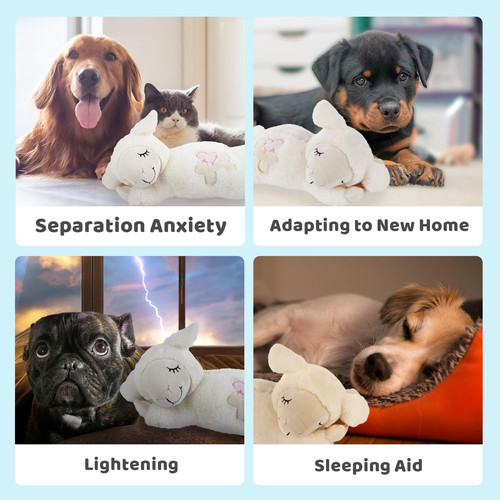 All for paws - for, buddy