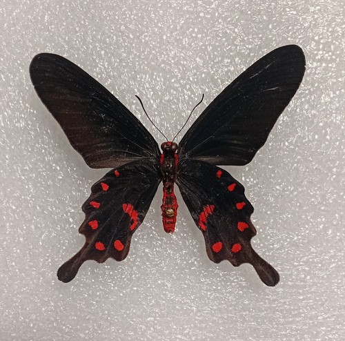 Pachliopta kotzebuea butterfly - pachliopta,