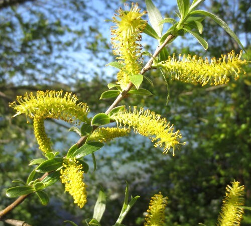 Five golden willow trees - five,