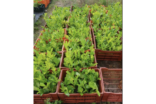 Cherry laurel hedging - x,