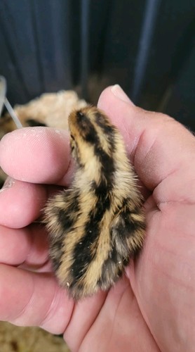 Quail hatching eggs sale - hatching,