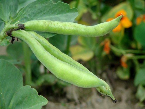 Broad bean the sutton - sutton, dwarf