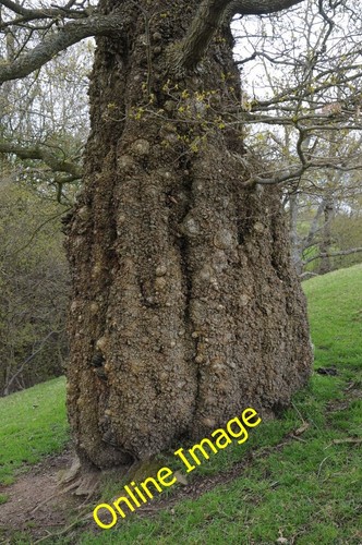 Photo 6x4 warty tree trunk - a,
