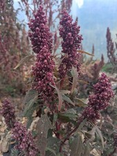 50x Aztec Spinach Huauzontle