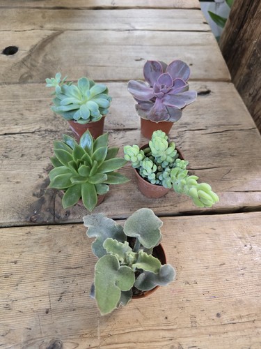 Succulents cm pots - succulents, in