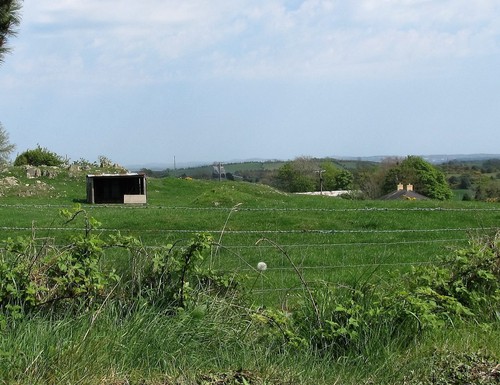 Photo 6x4 sheep shelter backed - sheep,