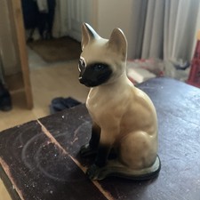 Beautiful siamese cat no - siamese,