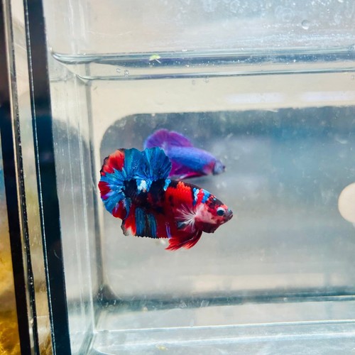 Plakat red koi candy - koi, male