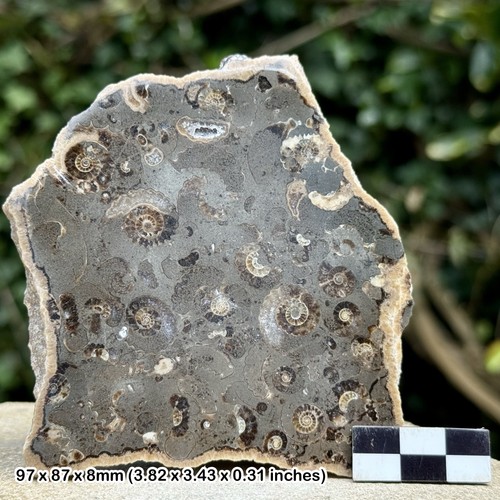 Promicroceras ammonite fossil - ammonite,