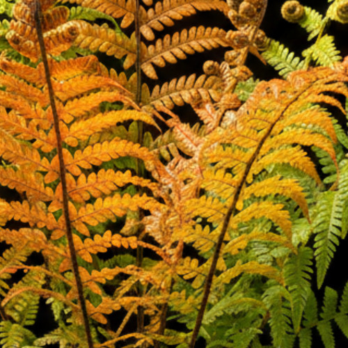 Large plant dryopteris - plant,