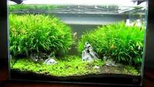 Blyxa Japonica - Tropical Water Live Aquarium Plants