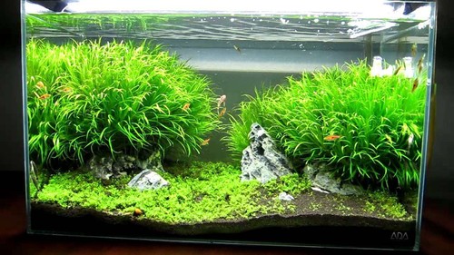 Blyxa japonica tropical - japonica,