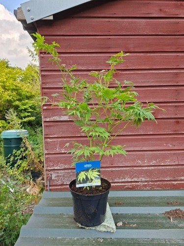 Acer arctic jade - acer, in