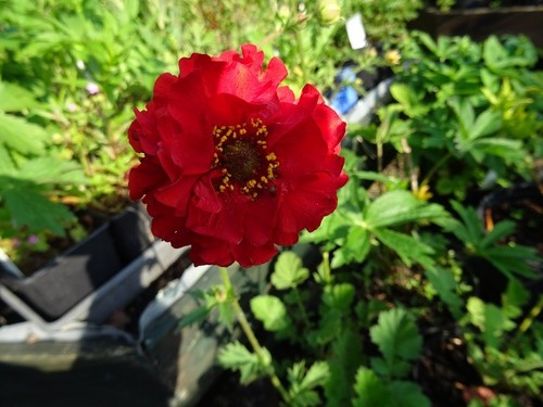 Geum blazing sunset 9cm - sunset,