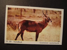 DANDY GUM WILD ANIMALS DANISH