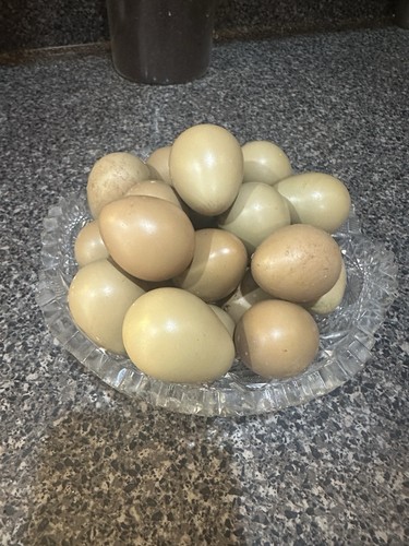 Ringneck pheasant hatching - 12,