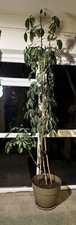 Umbrella tree schefflera - umbrella,