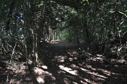 Photo 6x4 hoad - lane, ardingly