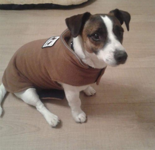 Noble pet dog dogs - pet, brown