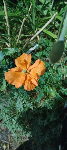 Potted orange double - 1, x
