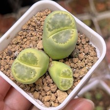 Exact Plant，3 Heads Lithops Bromfieldii Insularis ，Living Stone