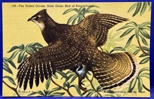 The Ruffed Grouse State Bird
