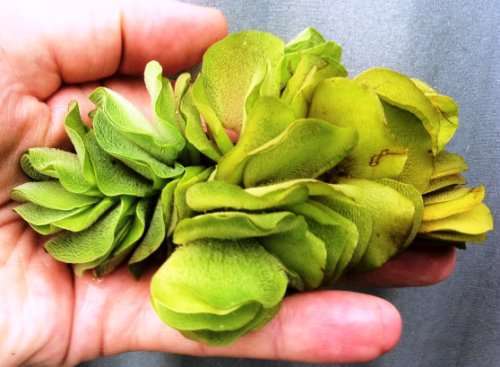 Salvinia natans water - salvinia,