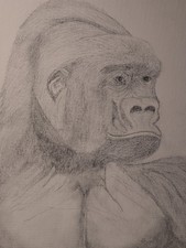 Adult Silverback Lowland