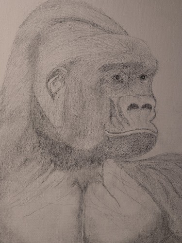 Adult silverback lowland - silverback,
