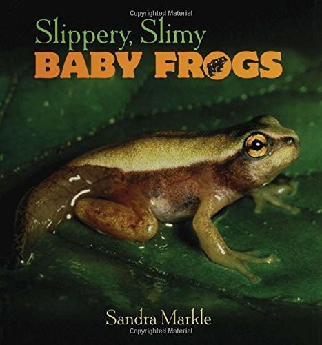Slippery slimy baby frogs - frogs, by
