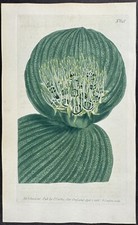 Curtis - Shagreen-Leaved