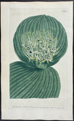 Curtis shagreen leaved - -, shagreen-leaved