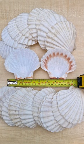 Pack natural scallop - of, 20