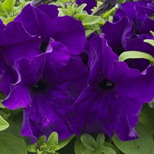 100 PETUNIA NANA COMPACTA