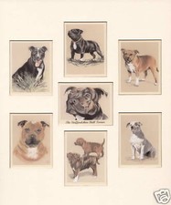 THE STAFFORDSHIRE BULL TERRIER