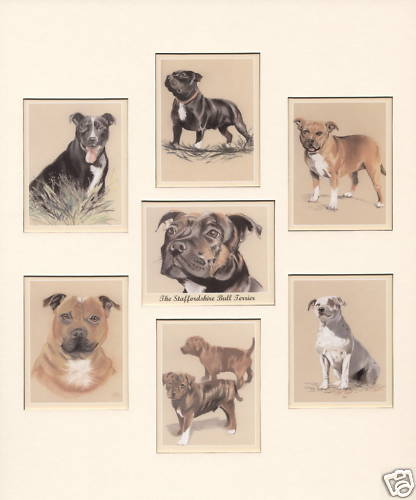 The staffordshire bull terrier - staffordshire,