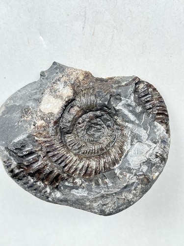 Dactylioceras fossil - dactylioceras,