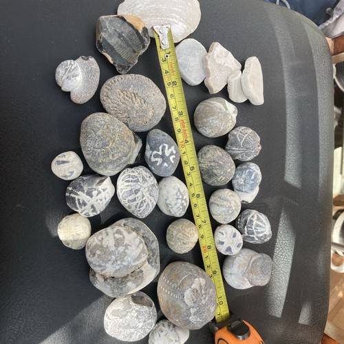Mixed fossil flint - fossil,