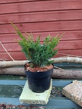 Juniper  chinensis Blaauw in