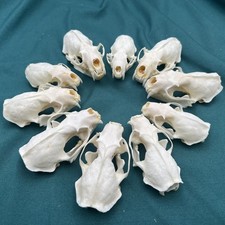 Real Mink Skulls Animal Bones Specimens Animal Taxidermy DIY Special Gift