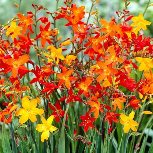 Montbretia crocosmia - 1-50, montbretia/crocosmia