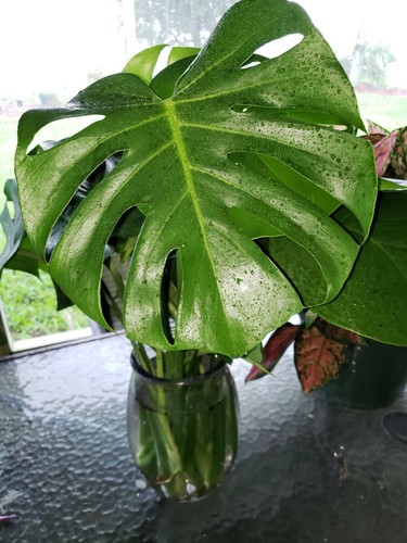 Monstera deliciosa swiss - monstera,